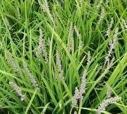 赤峰丹麥草種植基地電話號碼