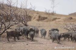 赤峰市養(yǎng)黑豬的地方電話是多少