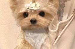 赤峰耐思寵物店電話地址查詢