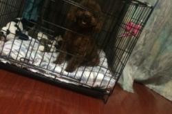 赤峰市萌寵之家電話號碼