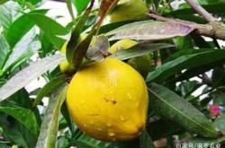 赤峰二手水果電話號多少啊