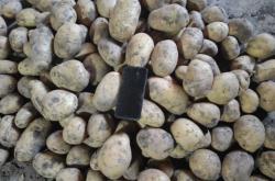 赤峰市土豆種植戶電話號碼