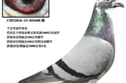 赤峰信鴿拍賣網(wǎng)電話號(hào)碼查詢