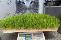 赤峰市水培牧草廠家電話號碼