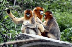 綠鳳養(yǎng)殖場赤峰地址電話是多少