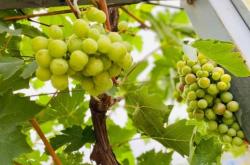 赤峰綠洲游樂園電話號碼多少