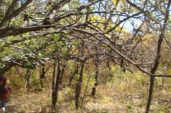 赤峰市林業(yè)局舉報電話