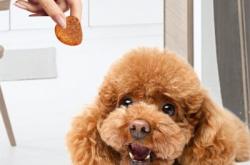 赤峰加工狗糧電話號碼查詢地址