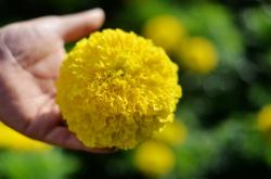 赤峰南洼花卉市場電話地址查詢