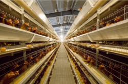 赤峰驢馬養(yǎng)殖場地址電話號碼