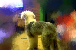 赤峰古牧犬直銷店電話地址查詢