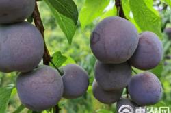 赤峰李沫吉他專賣店電話號碼