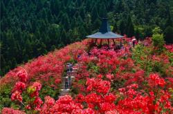 赤峰附近杜鵑花基地電話號碼