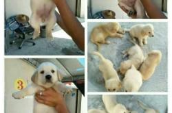 赤峰馬犬領(lǐng)養(yǎng)中心電話是多少號