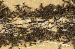 赤峰螞蟻工坊店電話(huà)號(hào)碼查詢(xún)