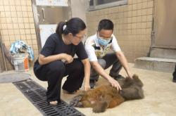 赤峰紅山區(qū)丟狗電話地址查詢