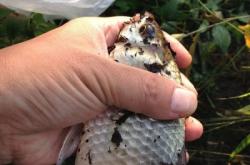 赤峰孫家營子釣魚地點電話號碼