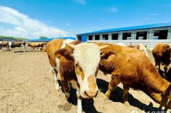 赤峰林西縣春天社區(qū)電話號碼