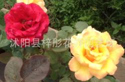 赤峰花卉月季花批發(fā)電話(huà)號(hào)碼
