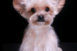 赤峰市區(qū)領(lǐng)養(yǎng)北京狗電話號(hào)碼