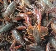 赤峰小龍蝦同城配送電話號碼