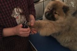 赤峰市種犬場(chǎng)電話(huà)號(hào)碼