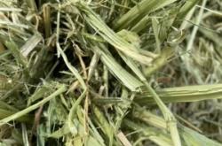 赤峰收購苜蓿草的電話地址是多少