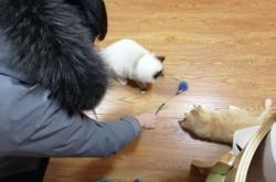 赤峰嘻哈貓舍電話多少號