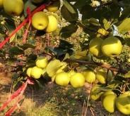 赤峰辣皮子批發(fā)電話號(hào)碼查詢