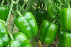 赤峰市大棚貸款電話號(hào)碼查詢