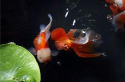 赤峰金魚博物館電話號(hào)碼是多少