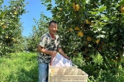 赤峰市梨園采摘基地電話號碼