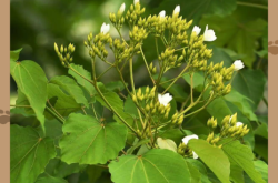 赤峰梧桐花鎮(zhèn)招商局電話號碼