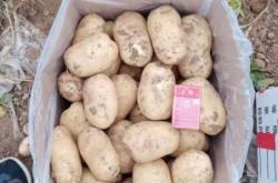 赤峰市土豆代購店地址電話號碼