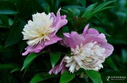 赤峰藝涵花卉店電話多少號