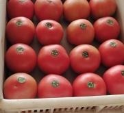 赤峰收購(gòu)辣菜地點(diǎn)電話是多少號(hào)