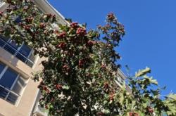 赤峰市老府廟社區(qū)電話(huà)號(hào)碼