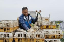 赤峰無(wú)抗鴨養(yǎng)殖基地電話號(hào)碼