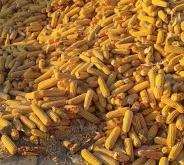 赤峰即食黃玉米批發(fā)電話號(hào)碼