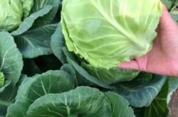 哪里收購(gòu)大頭菜