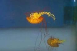 赤峰市觀賞魚店電話號碼