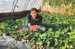 赤峰市草莓配送電話地址查詢