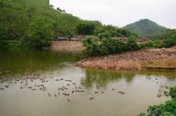 赤峰肉鴨養(yǎng)殖廠地址電話號碼