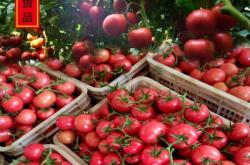 赤峰制作冷棚的廠家電話號碼