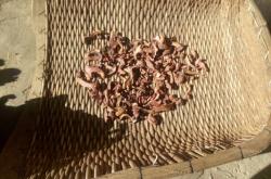 赤峰哪里產(chǎn)紅蘑