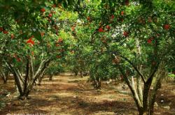 赤峰市花開遠方飯店電話號碼