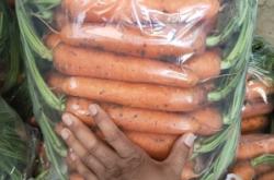 收購赤峰蘿卜廠家電話號碼是多少