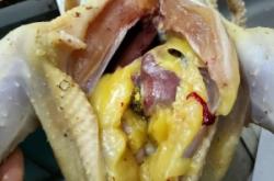 赤峰賣鴿子蛋電話號(hào)碼多少啊