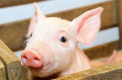 赤峰溫氏生豬銷售部電話號(hào)碼