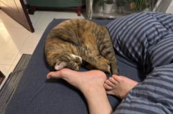 赤峰紅山區(qū)懶貓超市電話號碼